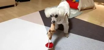 노령견 신부전2기 자연식 화식 레시피 건강식_15