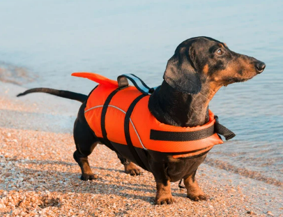 연령별 강아지 건강검진 추가 항목 추천 리스트 비용 및 가격