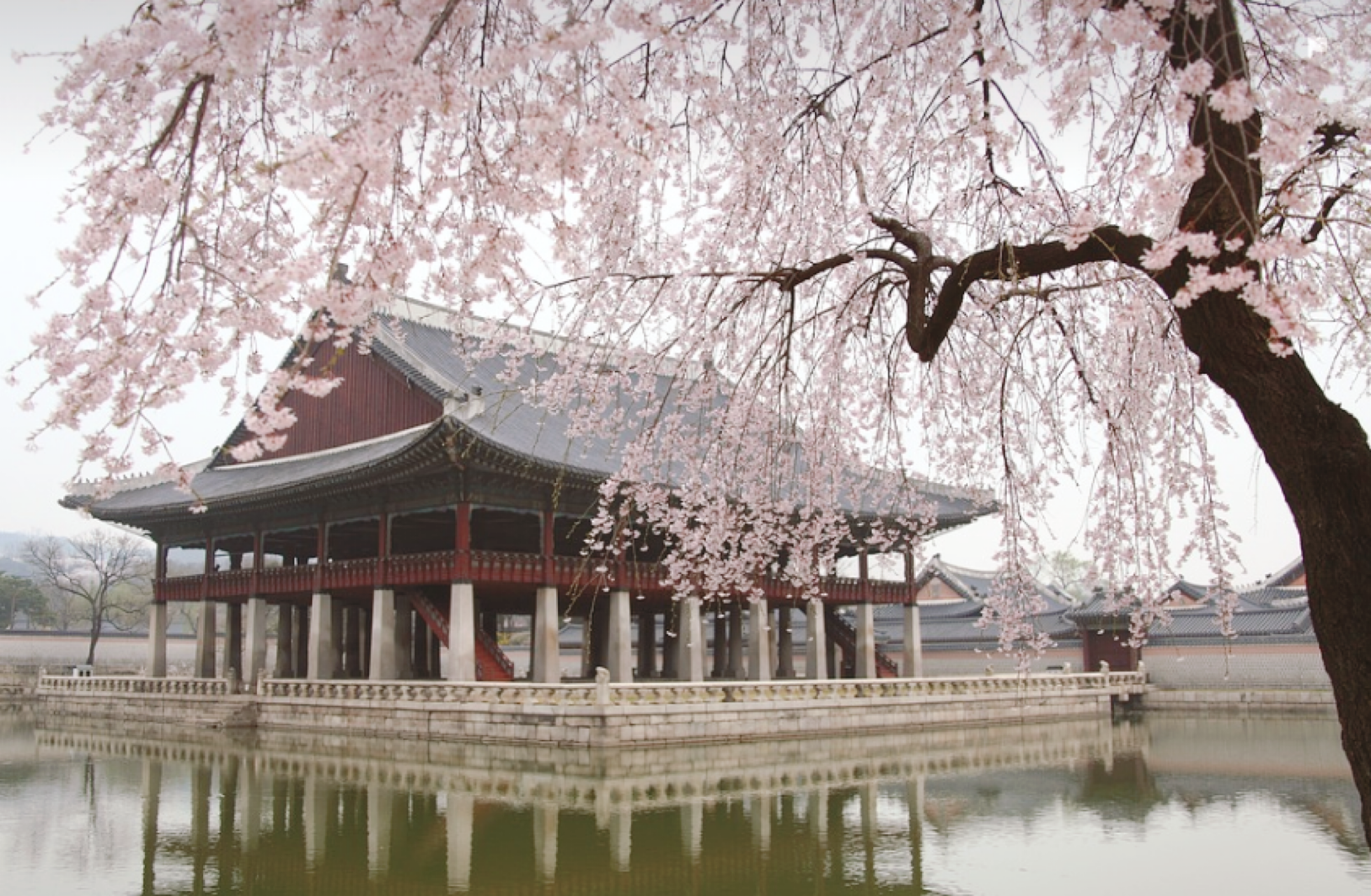 벚꽃 수양버들이 아름답게 보이는 경회루