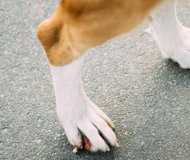 강아지 십자인대 파열 증상&amp;#44; 수술비 총정리