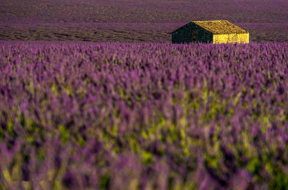 2025 무릉별유천지 라벤더 축제