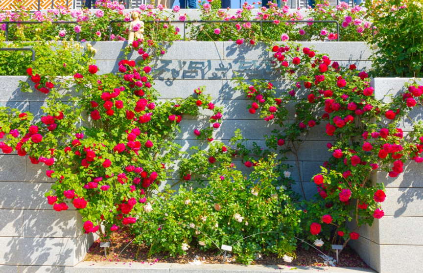 한국도로공사 전주수목원, 무료로 즐기는 6월의 장미 정원 산책