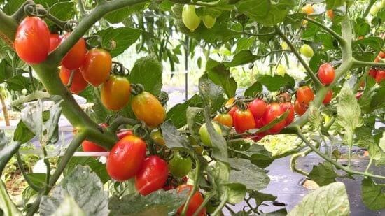 토마토재뱁법-토마토-수확시기