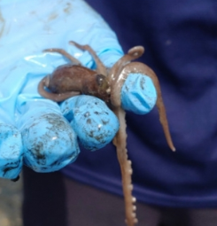 삽시도 어촌체험마을