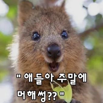 쿼카 웃는 동물 행복한 동물 특징 성격_14