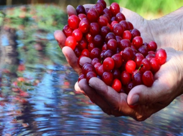 타트체리 부작용 효능