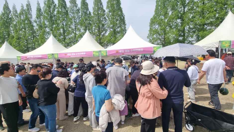 함안세계수박축제