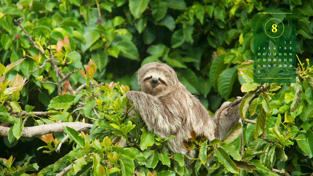 12 나무늘보 정면 A - 2025년8월 노트북배경화면