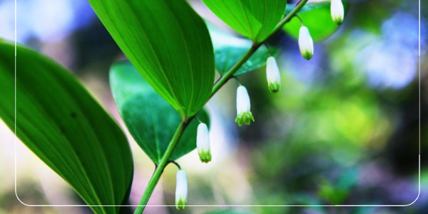 둥글레차의 주요 효능5