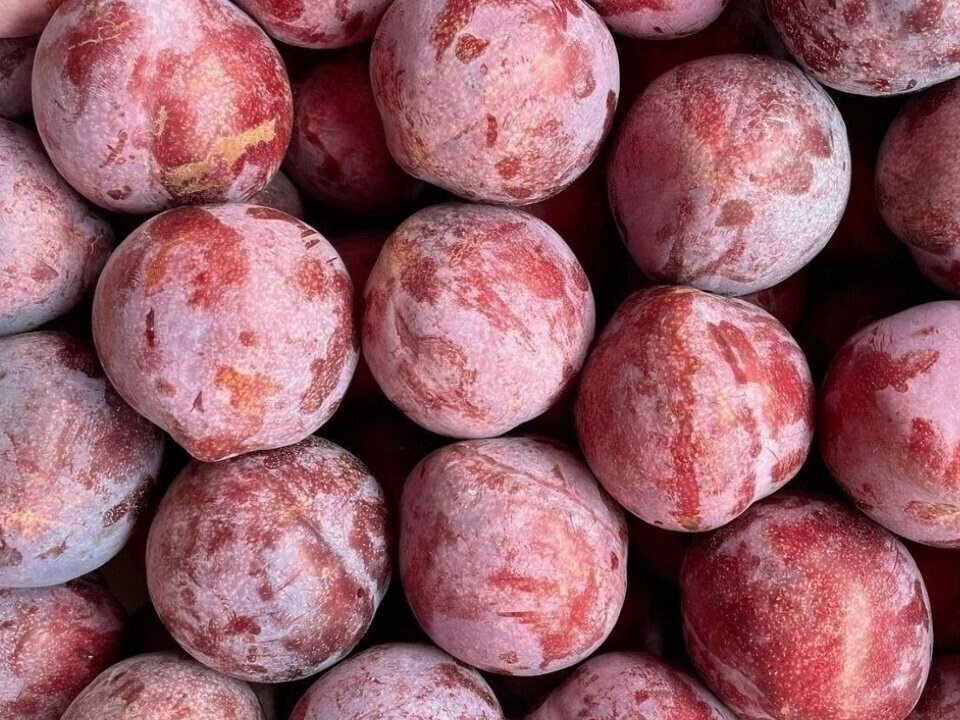 솔담 피자두, 지금이 맛의 최고 절정? 안 먹으면 후회