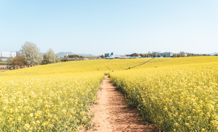 유채꽃 개화시기.유채꽃 명소.2023년안내