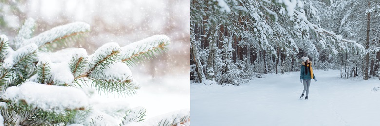 왼쪽은 소나무 가지위에 눈이 쌓여있는 사진이며 오른쪽은 눈으로 덮힌 나무 숲속 길을 회색 털모자와 노란색 목도리, 녹색 점퍼를 입은 긴머리의 여성 한명이 풍경을 보며 걷고 있는 모습