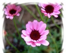 춘절국화 이미지 사진