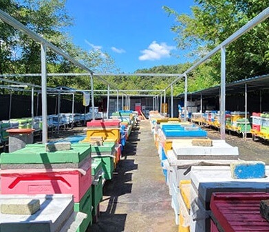 생생정보 나나랜드 경북 영천 꿀벌 부부 실버 로얄제리 산골 양봉원 주문방법