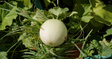 농심 메론킥 맛 후기 구매방법