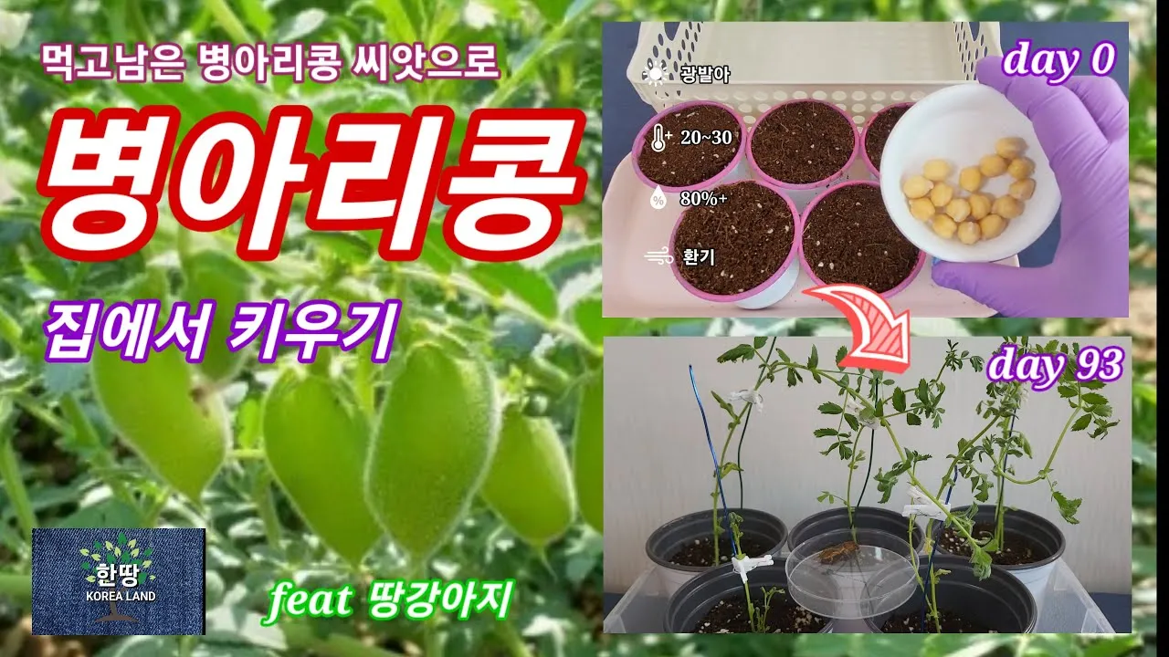 병아리콩 재배 따뜻한 흙 파종 관리 물 절약_3