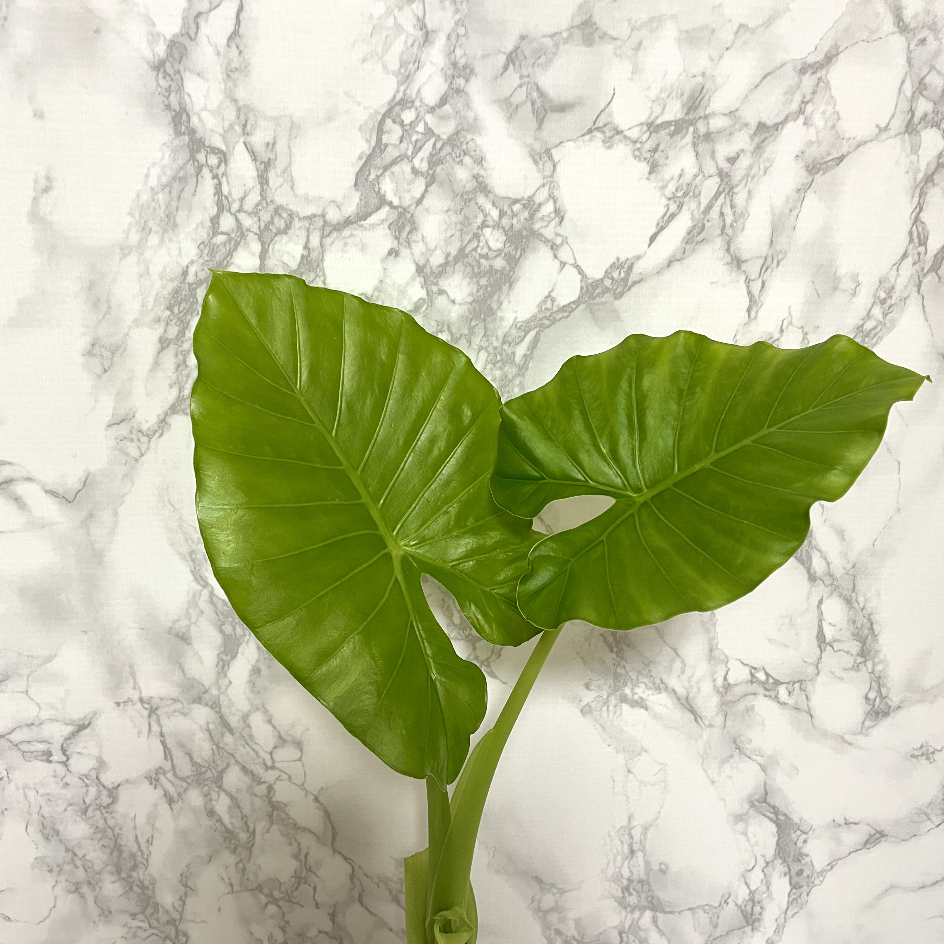 알로카시아 키우기&amp;#44; 종류&amp;#44; 번식&amp;#44; 꽃말