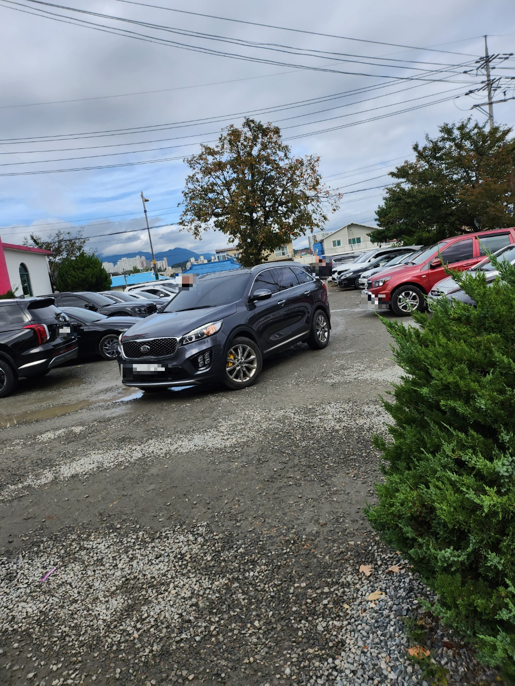 양양 맛집 감나무식당