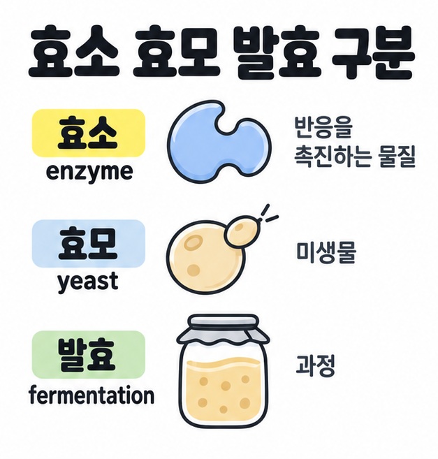 효소 enzyme은 반응을 촉진하는 물질, 효모 yeast는 미생물, 발효 fermentation은 과정으로 구분한 그림