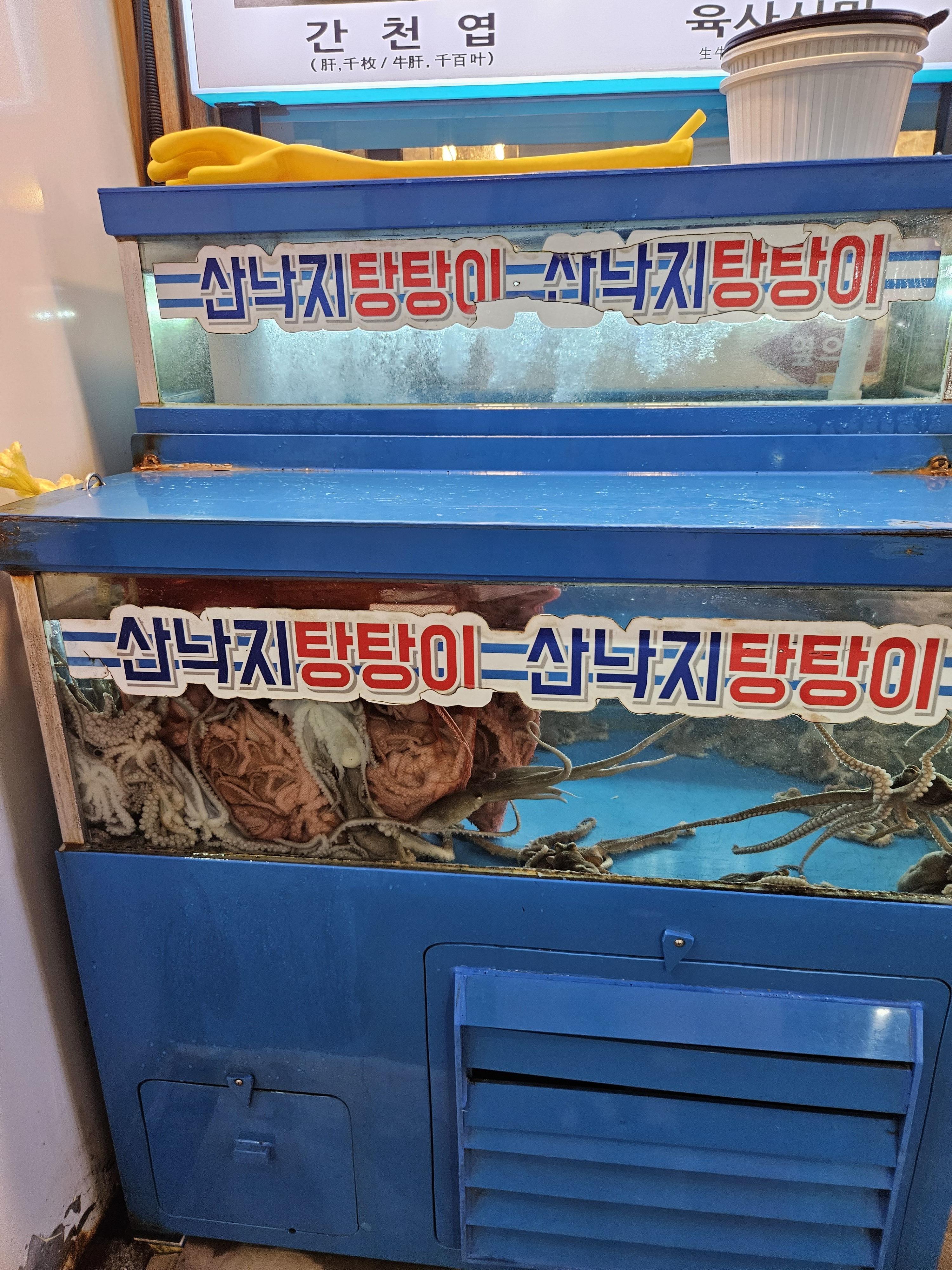 광장시장 창신육회 입구 산낙지 수족관