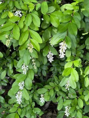 진한 향기에 취해버리는 이 꽃 산책로 옆 울타리 쥐똥나무_23