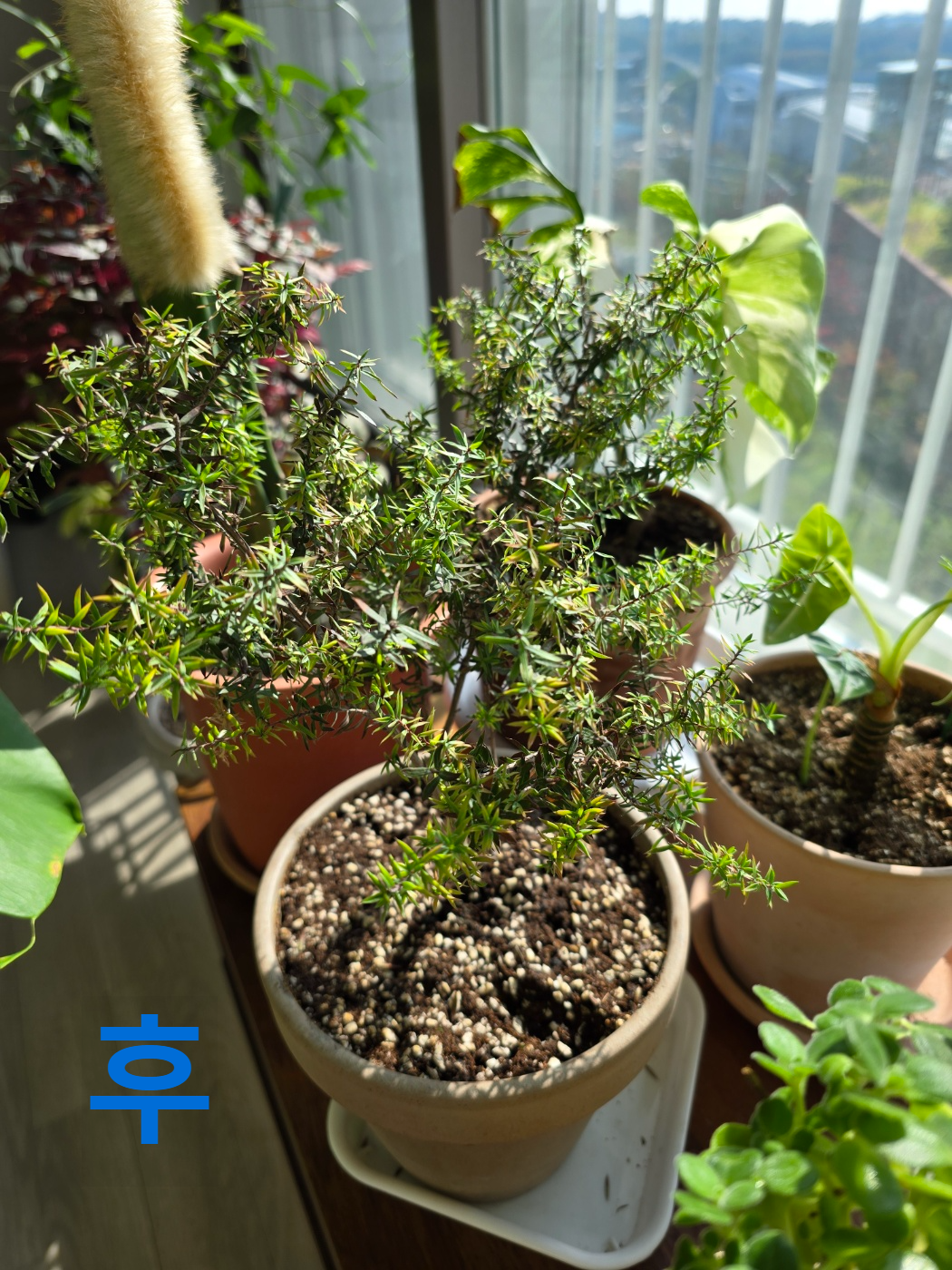 호주매화 분갈이 후