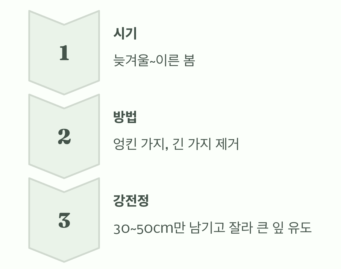 원하는 대로 만드는 수형, 가지치기의 마법