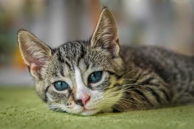 고양이 방광염 영양제 추천