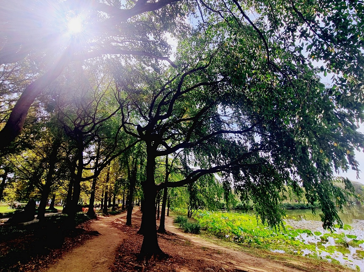 서울 근교 가을꽃 만발한, 경기도 고양시 강매석교공원 창릉천 코스모스축제