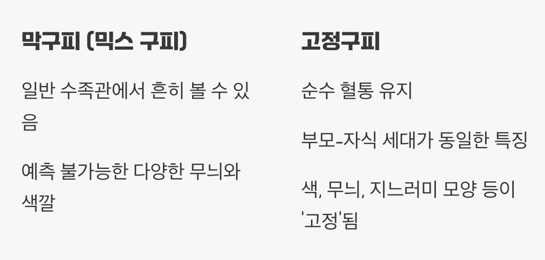 “막구피” vs “고정구피”, 뭐가 다른가요?