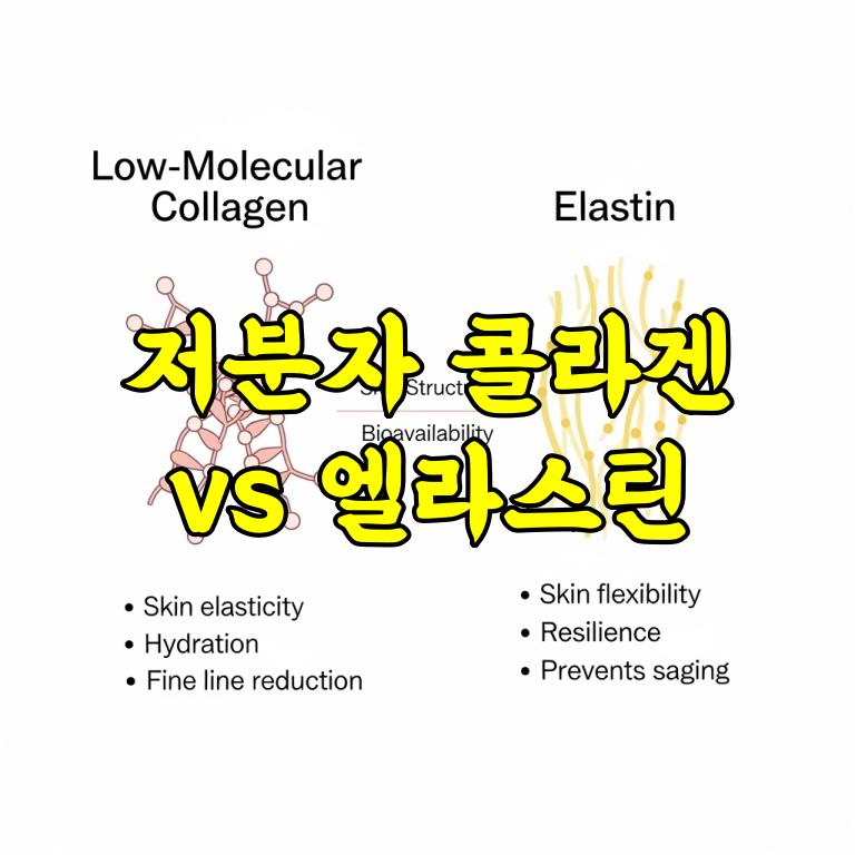 저분자 콜라겐 vs 엘라스틴 차이, 피부 탄력의 핵심 정리