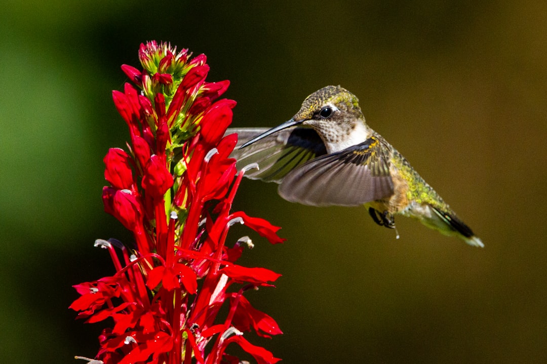 Hummer