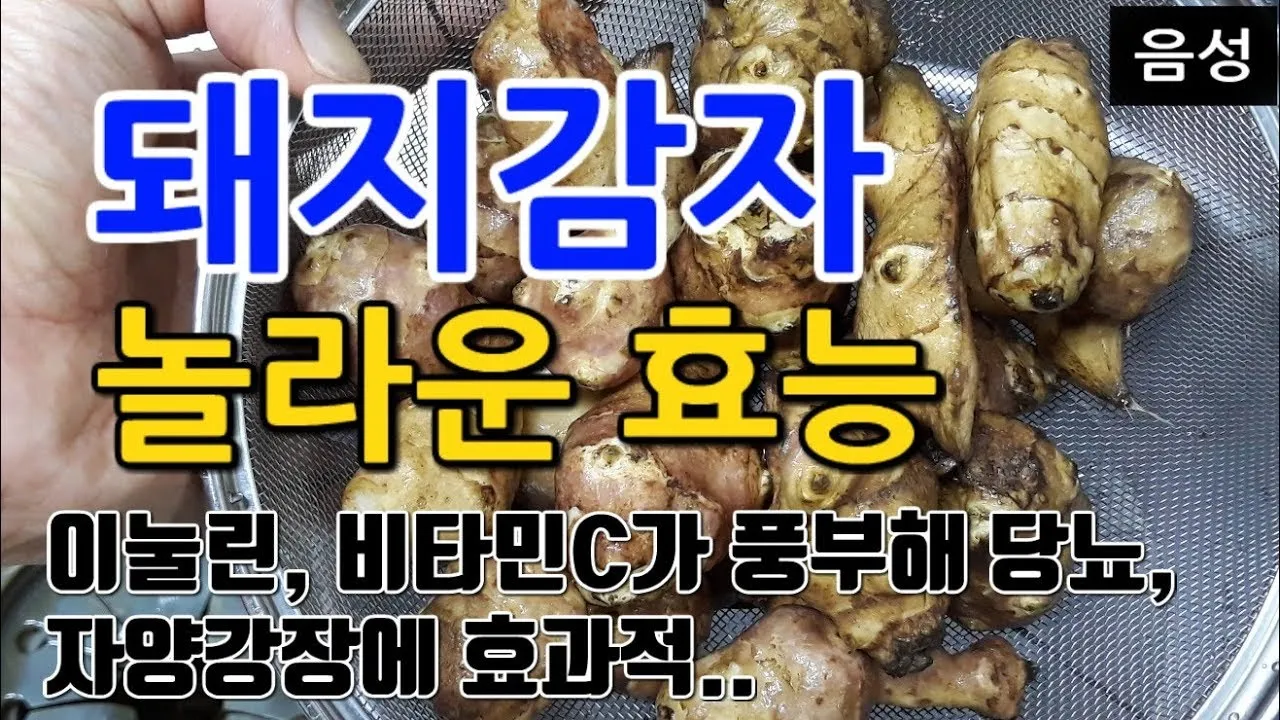 돼지감자 수확시기 먹는법 파종시기_7