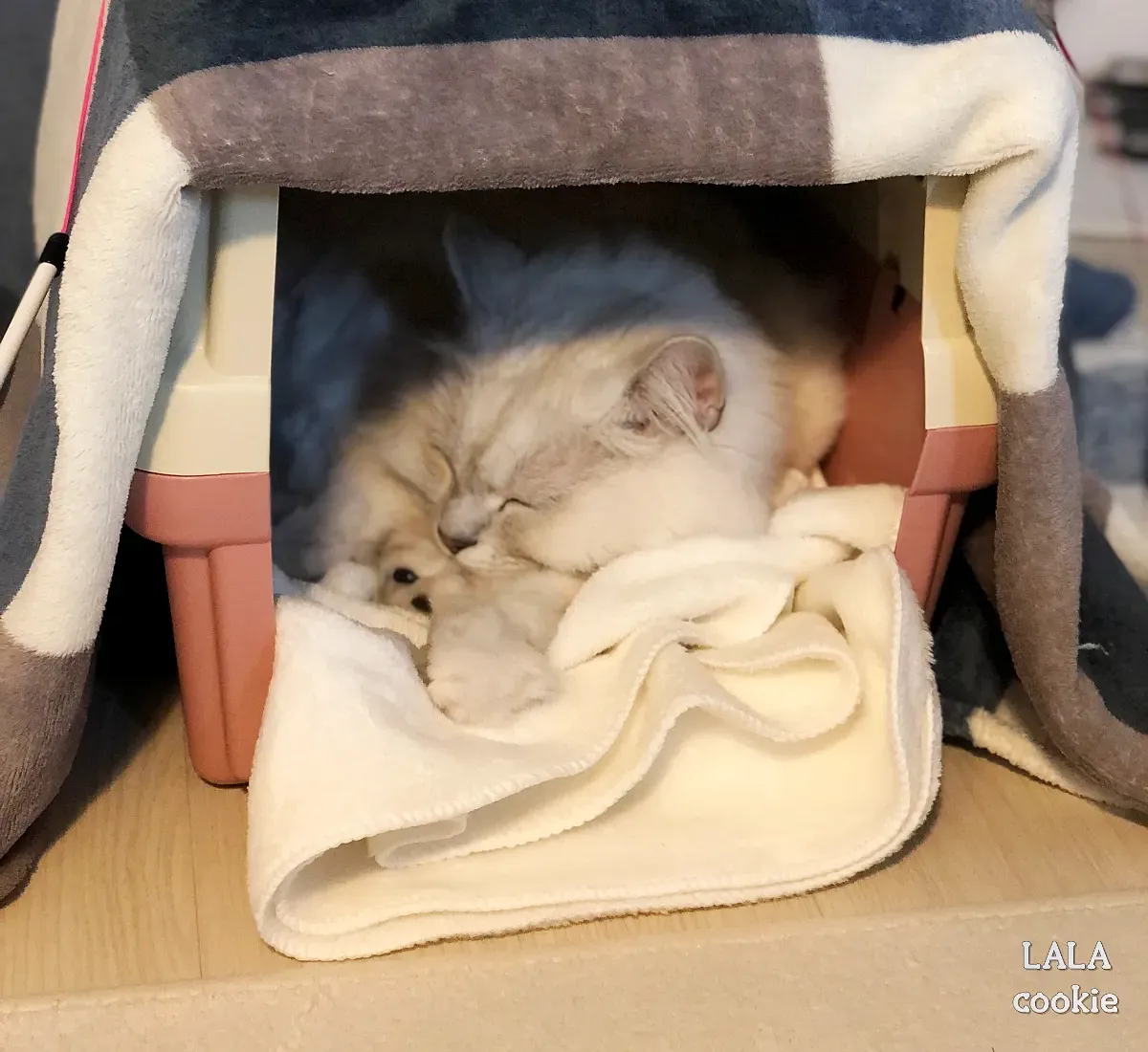 고양이-이동장에서-자는-모습