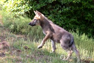 오월드 늑대 탈출 대전 시내 네거리서 목격