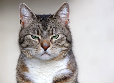 기분 나쁜 표정을 지은 고양이.