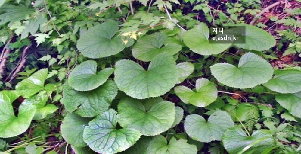 곰취의 효능 4가지와 부작용...음식건강이야기 열한번째