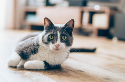 쳐다보는 고양이