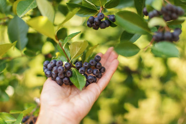 아로니아(초크베리) 효능, 부작용, 복용법, 미용 효과까지 총정리