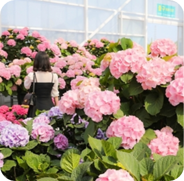 휴애리 수국정원 이미지 출처: 휴애리 홈페이지