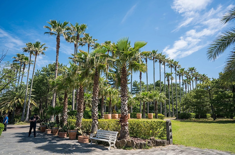 부겐빌레아 축제