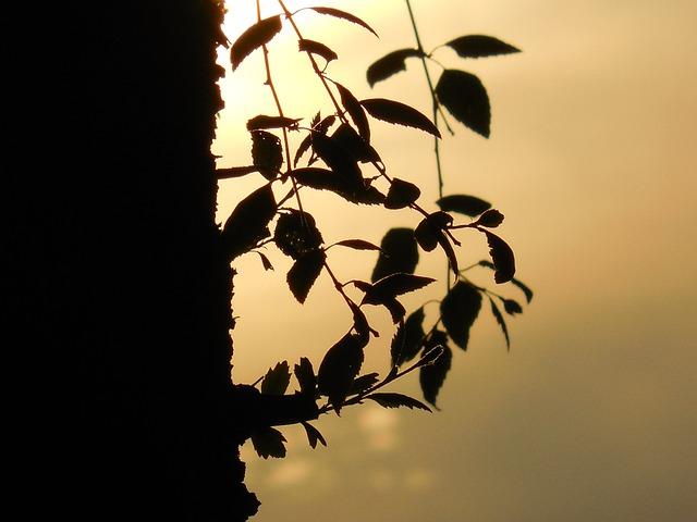 꼬리가 길면 밟힌다 뜻 사자성어