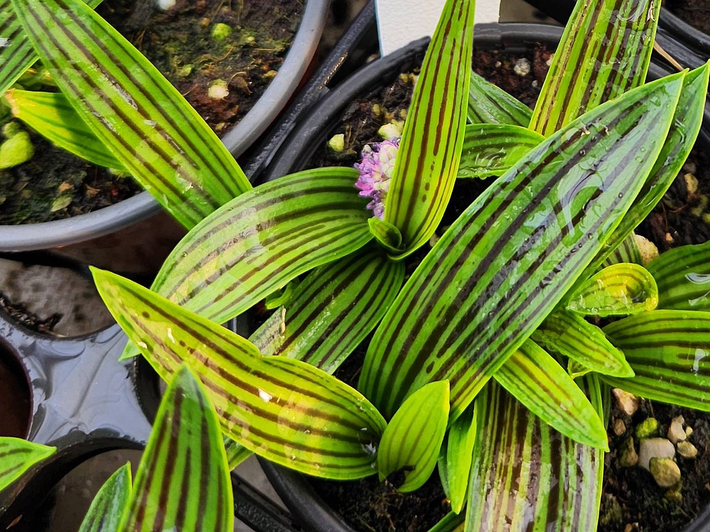 줄무릇 Scilla cooperi