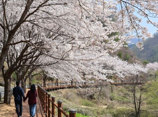 봉화 벚꽃