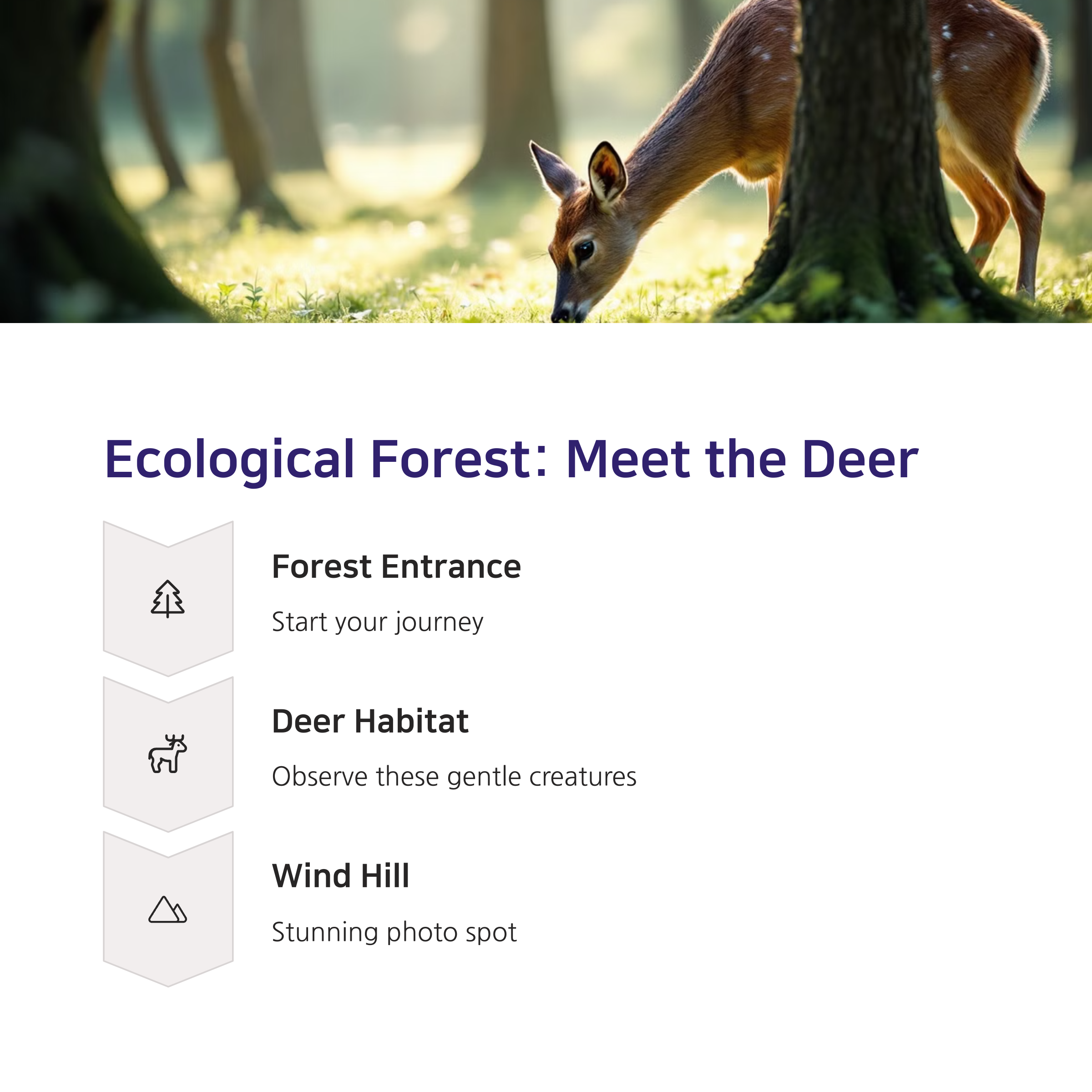 A Comprehensive Guide to Seoul Forest: Recommended Routes and Tips