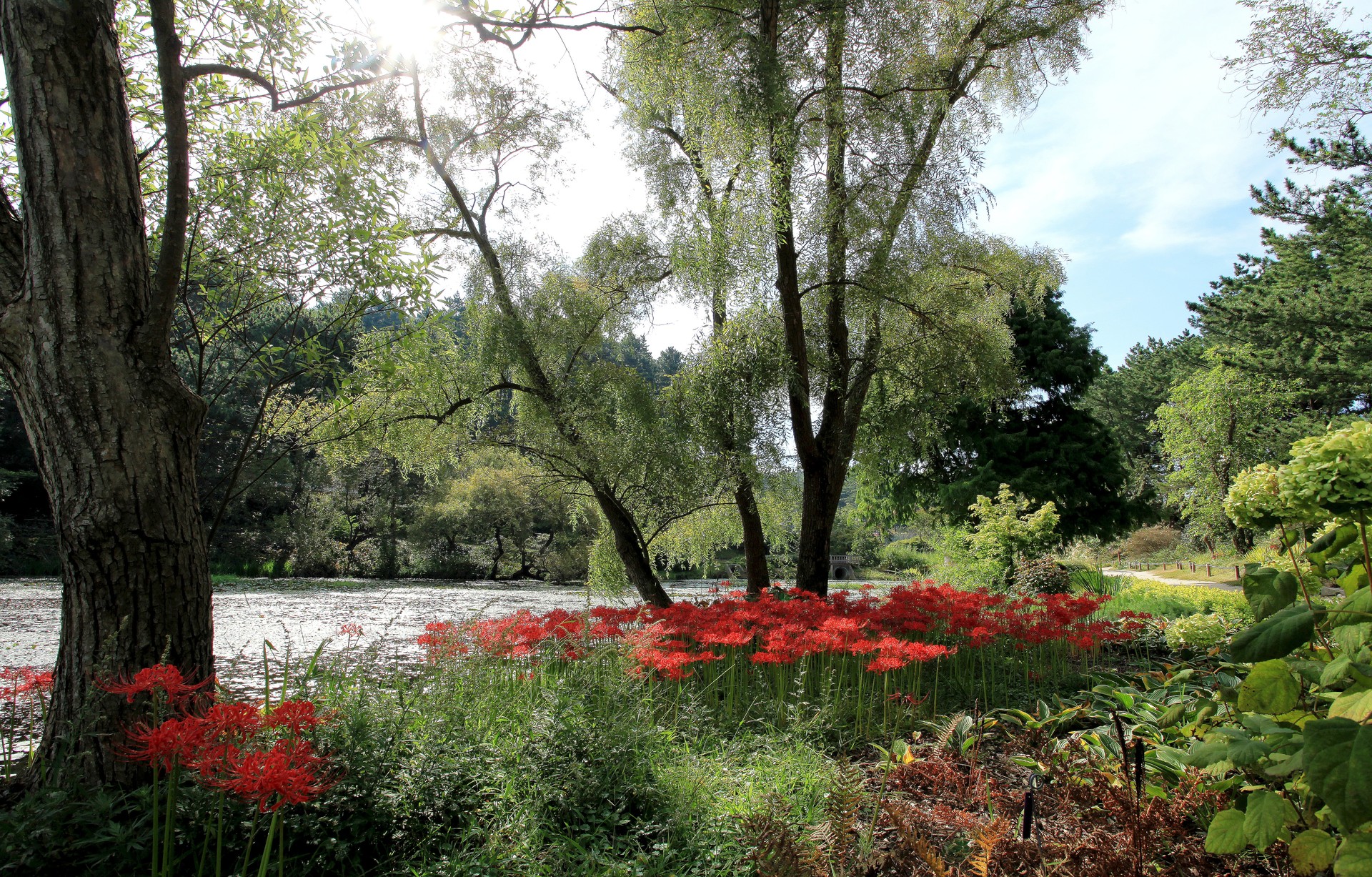 태안 천리포수목원 수국 명소 총정리! 개화시기부터 포토존까지