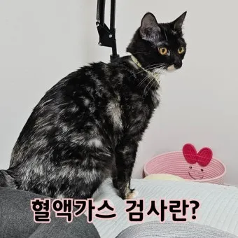 "고양이