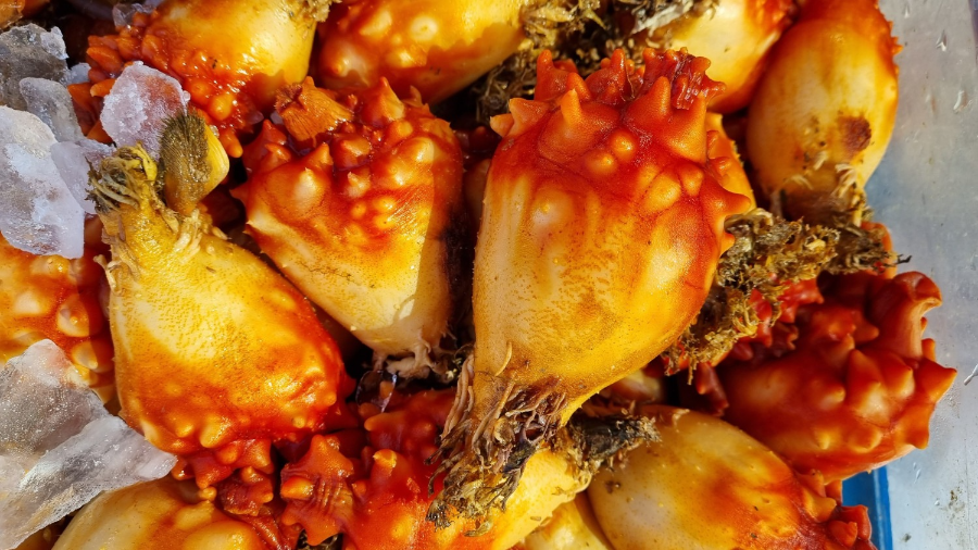 멍게 요리 총정리