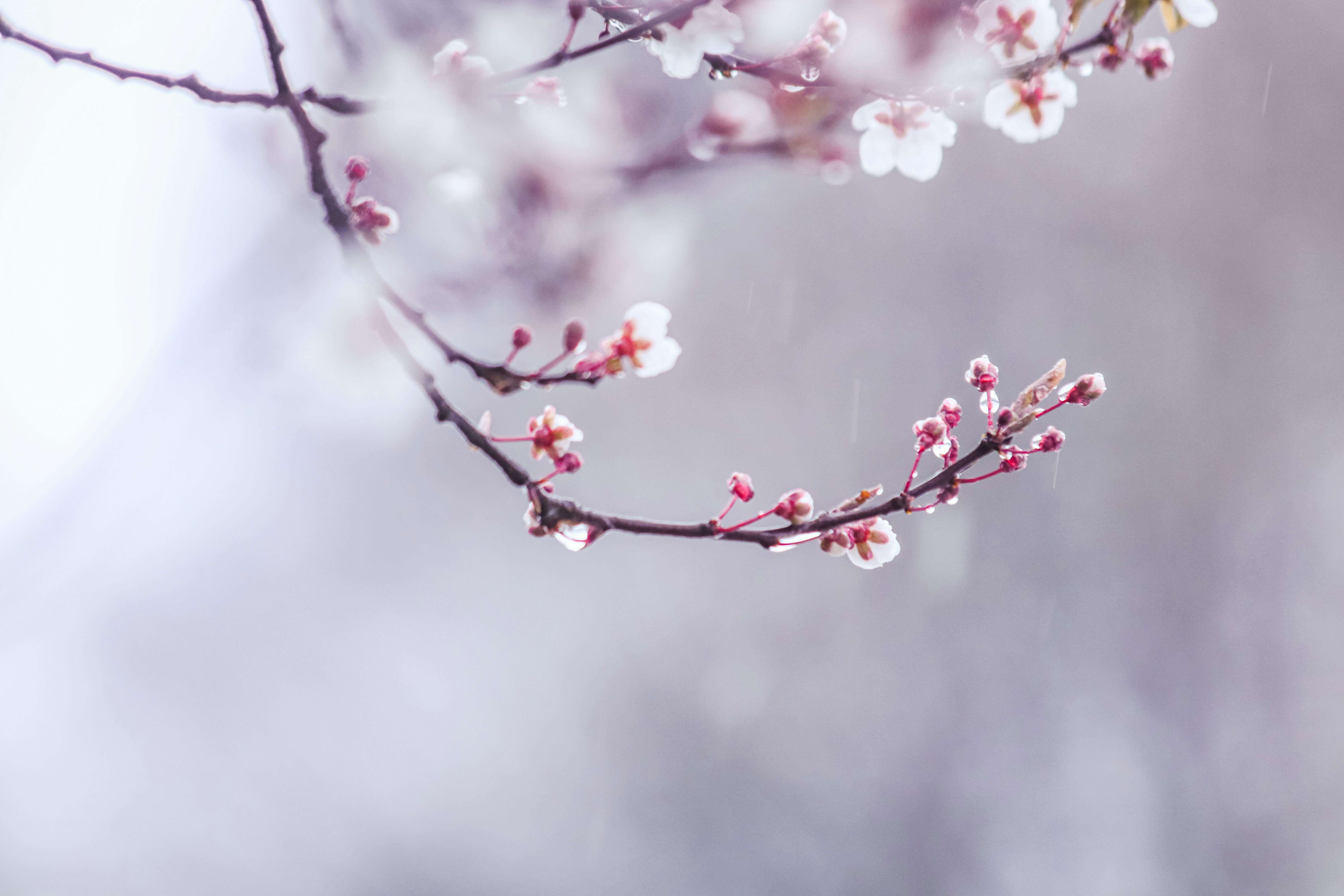 2024 벚꽃 개화시기, 인기 명소