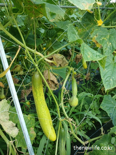 노랗게 익어가는 오이와 연한 줄기, 자연 그대로의 생장 환경-오이효능- 피부 진정 &amp; 미백 효과에 적합한 오이 실물 사진
